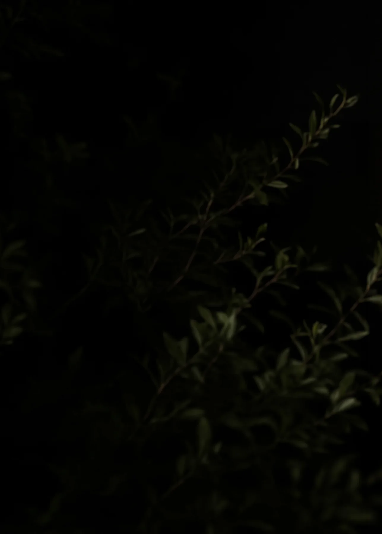 Dark foliage background